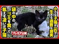 【子猫 保護】ゴミを食べて飢えを凌ぐ子猫を緊急保護しました