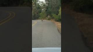 Graceful deer hit by car