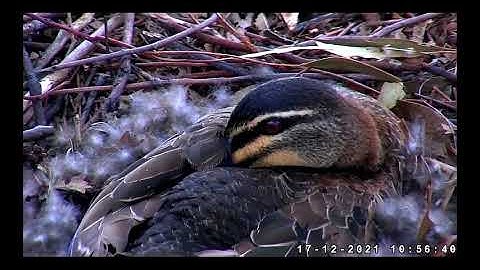 Beautiful Daisy Duck, Rainbow Lorikeets in attendance ~ ©SeaEagleCAM Team