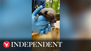 Critically endangered red wolf litters born at US zoo