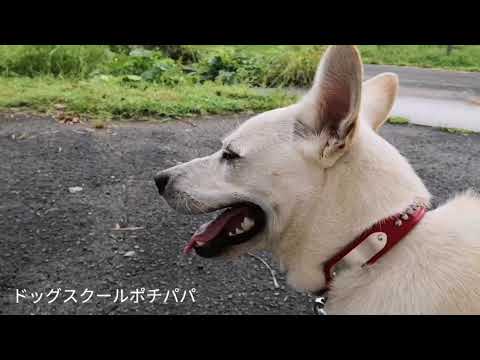 攻撃的な紀州犬ミックス リハビリ初日