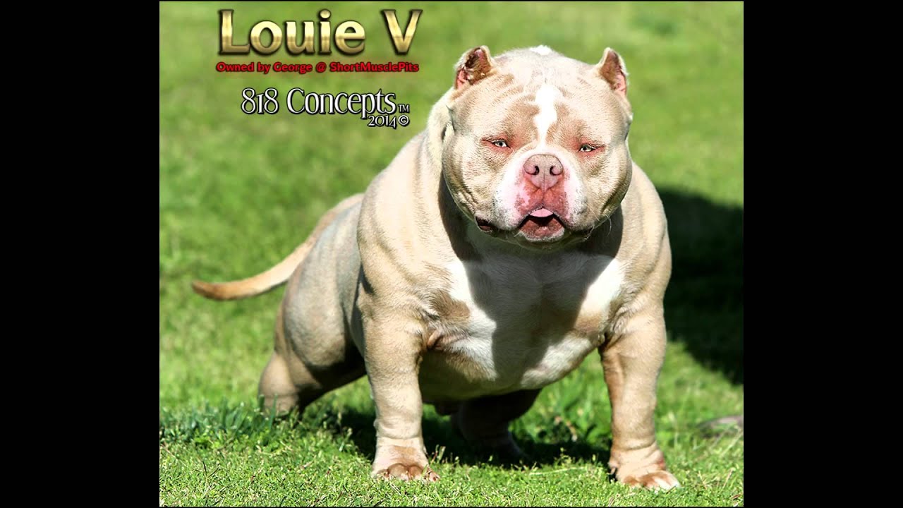 818 Concepts Quick Vid - Short Muscle Pits Louie V 