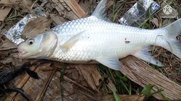 #18. Câu cá sông dính cá cóc khủng, cá mè, cá dảnh, cá mè dinh, giựt cá thấy mê.@vulesanbat