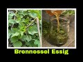 Brennesselessig - Kräuteressig mit Brennessel Rezept | Selbstversorgung: Essig