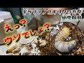 【衝撃】菌糸飼育と普通の土での飼育。幼虫サイズに予想を超える違いが。