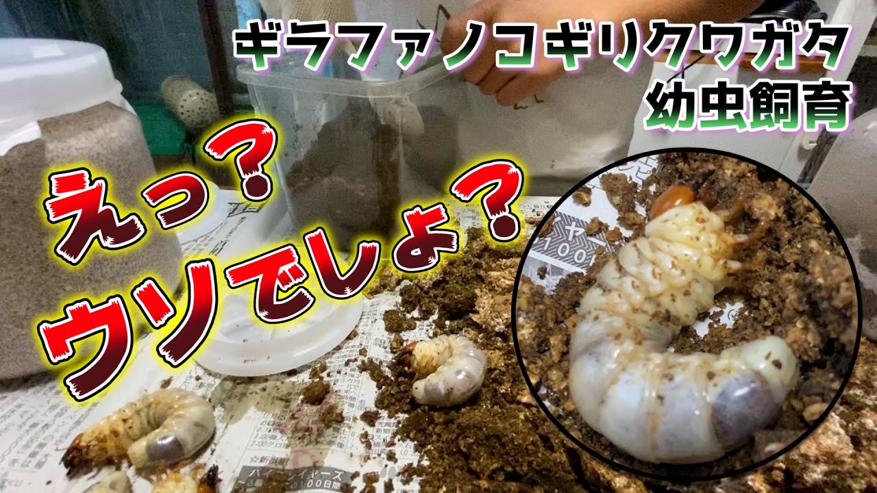 衝撃】菌糸飼育と普通の土での飼育。幼虫サイズに予想を超える違いが 