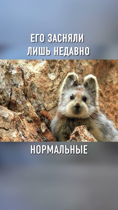 Это Самое РЕДКОЕ и Неуловимое Животное в Мире #shorts - YouTube