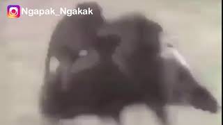 Monyet mengendarai Babi