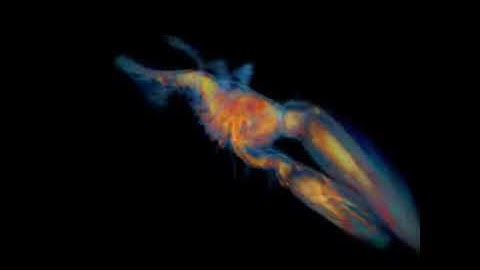transparent volume render lobster2test