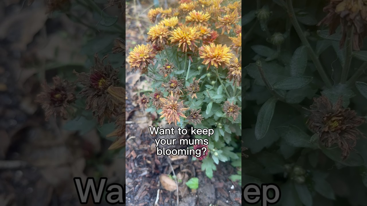 Uploads from From Seed to Spoon Garden Planning App