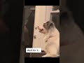 GUAU 😲 Ahora soy un niño grande 🐶 Videos de Perros Chistosos