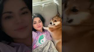Things you should know before getting a corgi