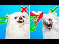 HOW TO TRAIN YOUR DOG 🐶 | Useful And Cute Pet Hacks And Gadgets