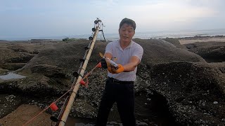 连续高温海鲜进坑避暑，阿阳找准时间抽干，坑底密密麻麻全是好货