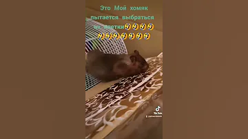 Мой хомяк пытается выбраться из клетки 🤣#shorts #short
