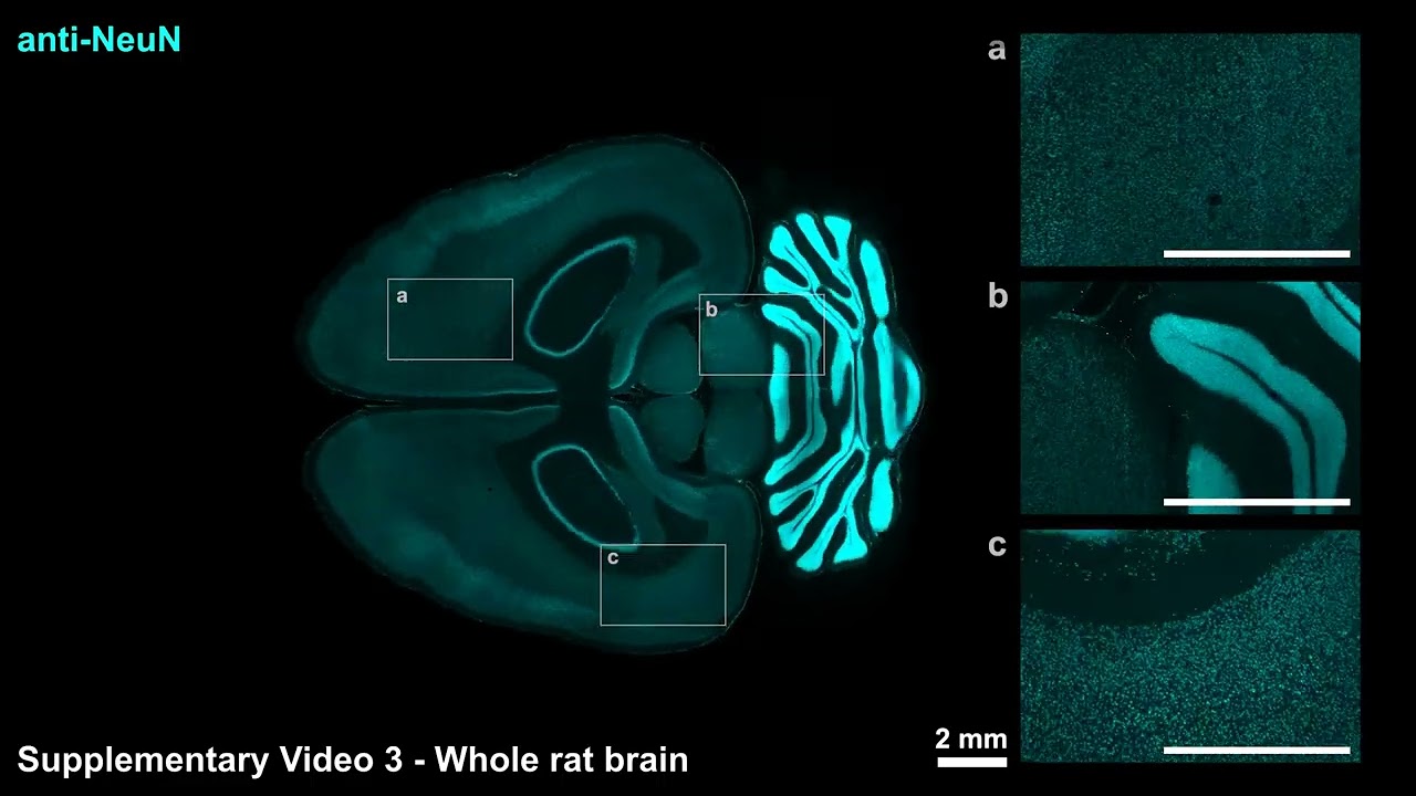 CuRVE and eFLASH protein labeling
