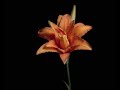 TF128 Time Lapse Flower FREE FOOTAGE 