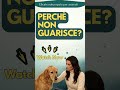 Diarrea nel cane che non passa? Potrebbe essere Giardia!