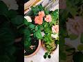 Rose plant care tips #roses #shorts #viral