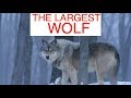 Quelle est la taille du loup compilation de loup