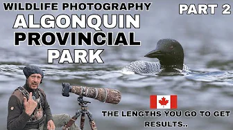 WILDLIFE CANADA | Photographing Common Loons & Birds in Algonquin Provincial Park