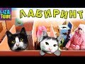 Смешные коты Новогодний Лабиринт для кошек Два КОТА Кожик и Компот проходят ЛАБИРИНТ  \ LizaTube