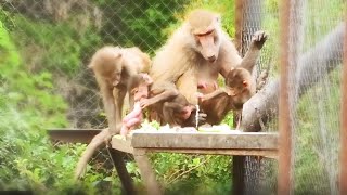 видео: Жены Деда ЗЛЫЕ, на других НАПАДАЮТ, но и от него ПОЛУЧАЮТ! Все гамдрилы любят мясное мороженое летом картинка: Жены Деда ЗЛЫЕ, на других НАПАДАЮТ, но и от него ПОЛУЧАЮТ! Все гамдрилы любят мясное мороженое летом