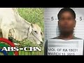 TV Patrol: Bago husgahan ang suspek sa 'cow rape,' panoorin ito