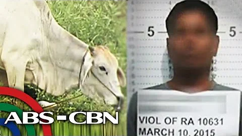 TV Patrol: Bago husgahan ang suspek sa 'cow rape,' panoorin ito