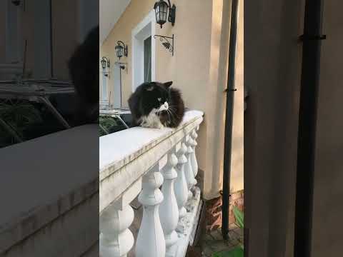 Котя - YouTube
