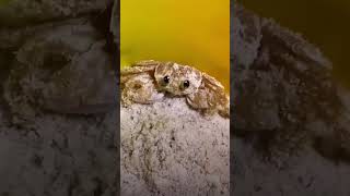 Cute little crab rubs his eyes