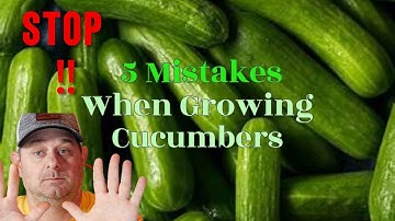 5 most common mistakes: When growing cucumbers