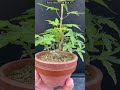 太らせるために犠牲枝を伸ばしている山もみじ　 #盆栽 #bonsai