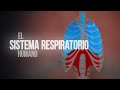 Sistema respiratorio humano animacin