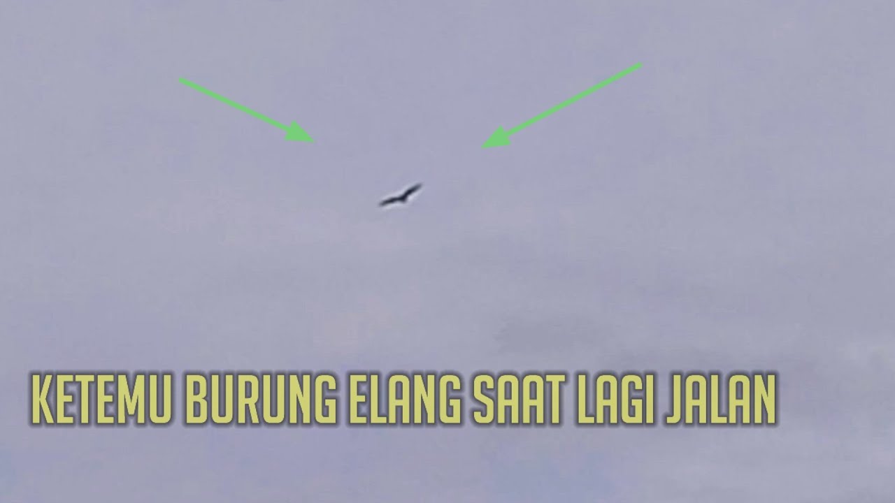 Lagi jalan-jalan ketemu Burung elang terbang soaring, eagle soaring