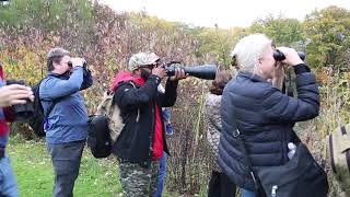 Please Enjoy This Short Film On The Duck Watchers