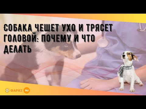 Собака чешет ухо и трясет головой: почему и что делать