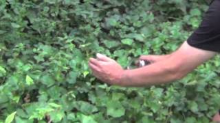 How to Get Fireflies to Flash in a Jar