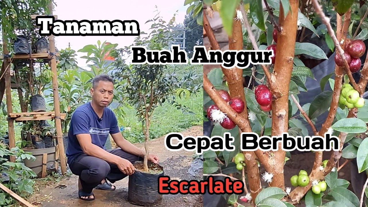 cepat berbuah anggur brazil escarlate rasa paling manis enak - YouTube