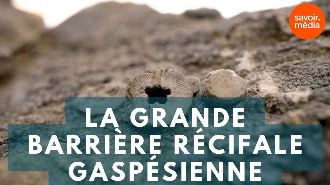 La grande barrière récifale gaspésienne - La préhistoire du Québec, saison 2