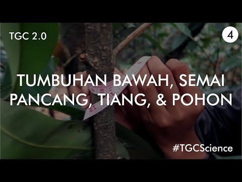 Video: Apa itu tanaman pancang?