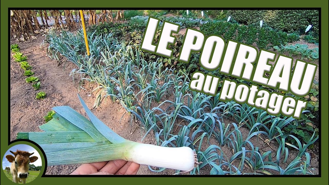Une culture de poireaux au potager. Semer en pépinière, habiller, repiquer, butter et récolter !