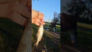 Рыбалка🐟 на Beinheim See 2024г. Клюнула платва #рыбалка #angeln #fishing #pêche #pescado #платва