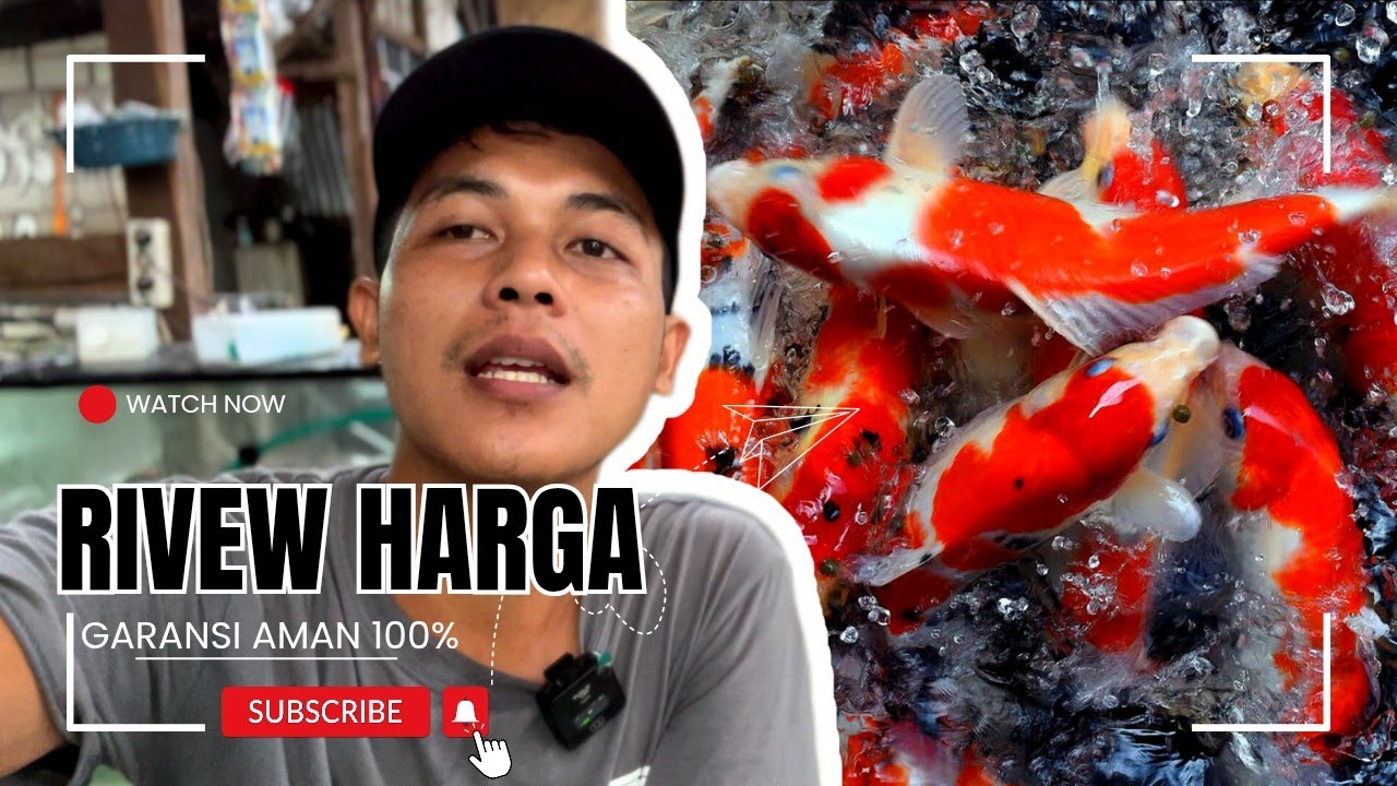 Eps 015 | ‼️EKONOMIS‼️ Rivew paket ikan koi harga cuma 250 ribu an 🥰 - YouTube