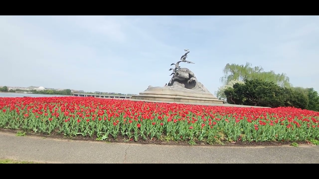 Tulips at Lady Bird Johnson Park(లేడీ బర్డ్ జాన్సన్ పార్క్‌లో ట్యూలిప్స్)