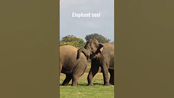 Clash Of Giants The Battle Of The Wild Elephants Elephant Soul 