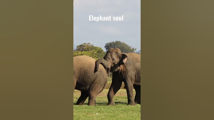 Clash of Giants The Battle of the Wild Elephants Elephant soul