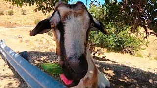 GOATS FEEDING funny goat feeging