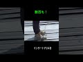 数百も!#Shorts