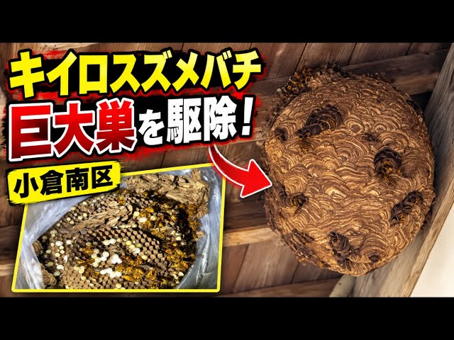 巨大巣】小倉南区でキイロスズメバチの巣を駆除！中には大量の幼虫が